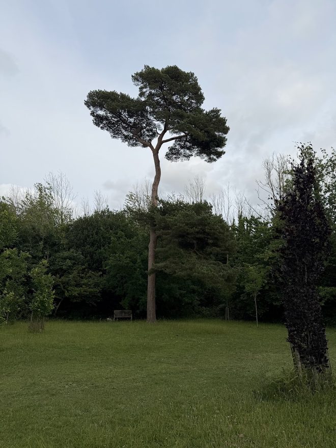 Lone pine over open grass at Oaks Park