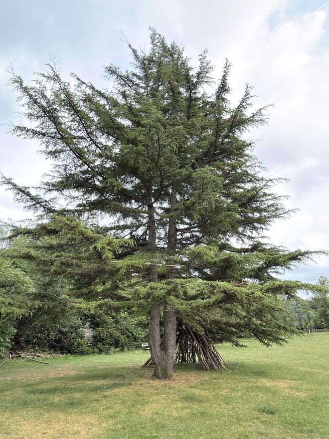 Large spreading cedar on the parkland lawn