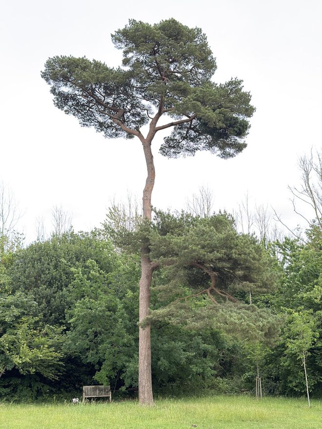 Pine tree above the hedgerow under an overcast sky