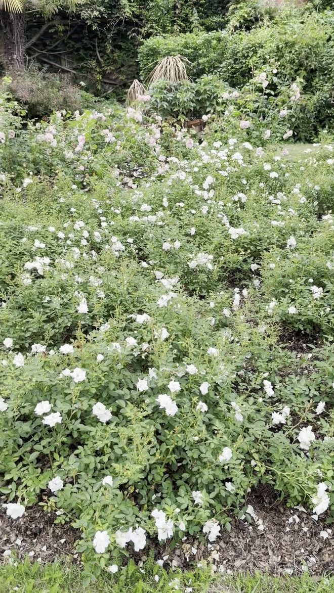 Bank of white flowering shrubs in the park garden