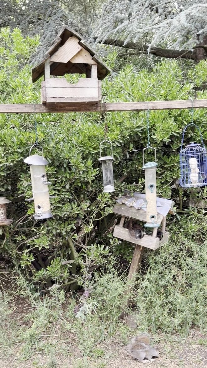 Bird table and hanging feeders in the park greenery